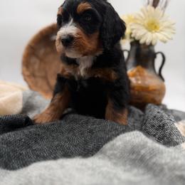 Slate - Tri-color male Bernedoodle puppy in Ocala, Florida from Bernedoodles of Florida