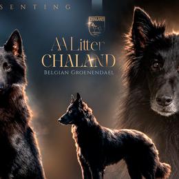 Belgian Malinois and Belgian Sheepdogs from Chaland