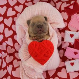 Fawn girl - Blue fawn female French Bulldog puppy in Piedmont, Oklahoma from 5A Frenchies