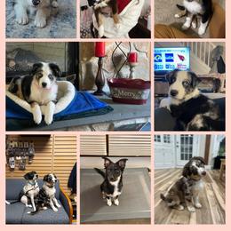Australian Shepherd Puppies from Blosenski Aussies