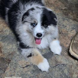 Totem - Blue merle male Miniature Australian Shepherd puppy in Patterson, North Carolina from DreamLine Aussies