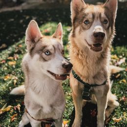 Phoenix - Brown and white male Siberian Husky puppy in Boulder, Colorado from Mahavidya Siberians