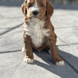 Australian Labradoodle and Goldendoodle Puppies from The Moon Doodles
