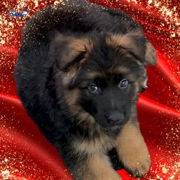 German Shepherd Puppies from Vom Archbold Haus World Class German Shepherds