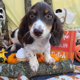 Chocolate Muffin - Chocolate male Dachshund puppy in Pocasset, Massachusetts from Dachs of the Bay