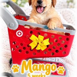 Yellow Mango - Dark golden female Golden Retriever puppy in Apple Valley, California from Frankly Golden