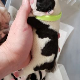 English Bulldog Puppies from Ruza's Bulldogs