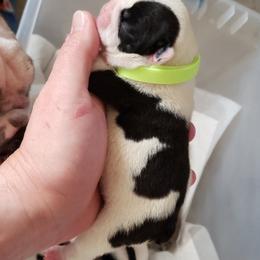 English Bulldog Puppies from Ruza's Bulldogs
