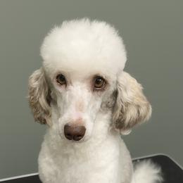 Millie - Poodle