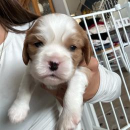Boy 3 - Blenheim male Cavalier King Charles Spaniel puppy in Moreno Valley, California from Chris & Katie Cavaliers