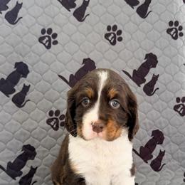 Dawn - Liver white and tan female English Springer Spaniel puppy in Casnovia, Michigan from DESK Springer Spaniels