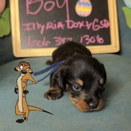 Timon - Wild boar male Dachshund puppy in Livingston, Kentucky from Illyria Dox & GSD