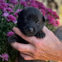 Minerva - Mahogany female Belgian Malinois puppy in Paris, Kentucky from Z Domu Niedzwiedzia Malinois