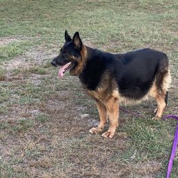 German Shepherd Puppies from Karen Outhier's German Shepherds