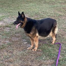 German Shepherd Puppies from Karen Outhier's German Shepherds