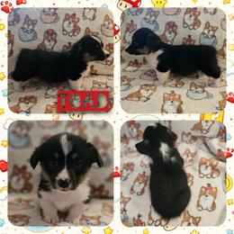 Toad - Black and tan male Pembroke Welsh Corgi puppy in Rensselaer, Indiana from STR Corgis