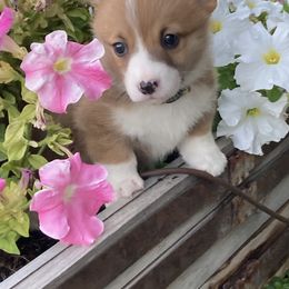 Pembroke Welsh Corgi Puppies from Whistling Wind Corgi’s