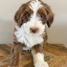 Blaze - Chocolate merle male Bernedoodle puppy in Horseshoe Bend, Idaho from Over the Moon Poodles and Doodles