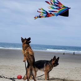 German Shepherd All Grown Up from Beau Ideal German Shepherds