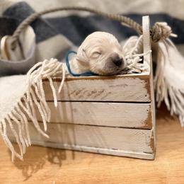 Teal - Light golden male Golden Retriever puppy in Brewster, Washington from AB & Co. Goldens