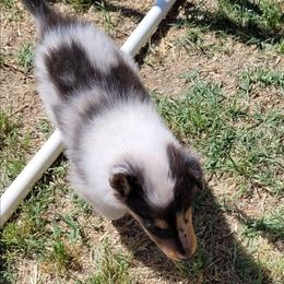 Checkers - Blue merle white and tan female Collie puppy in Newberry, South Carolina from Country Haven Collies