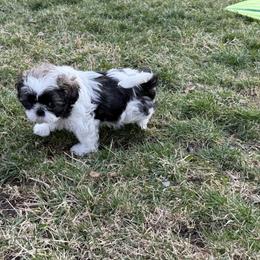 Sunny - Sable male Shih Tzu puppy in Englewood, New Jersey from Sunnyside Shih Tzu