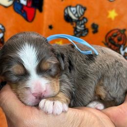 Scooter - Tri-color male Bernedoodle puppy in Yuciapa, California from AlltheDoodlez_