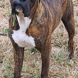 Boxers from Matthew Shilling