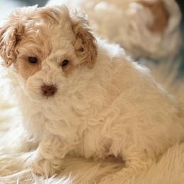Theo - Caramel cream male Australian Labradoodle puppy in Aurora, Oregon from Divine Poodles