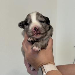 Rocket - Blue merle male Australian Shepherd puppy in Devine, Texas from Sun Kissed Aussies
