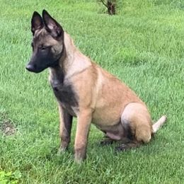 Belgian Malinois and German Shorthaired Pointers from Lapdog GSP