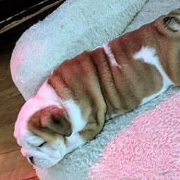 Bulldog Puppies from Red Clay Bullies