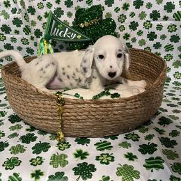 Nutmeg- Long Coat- Brown - White and black female Dalmatian puppy in Claremore, Oklahoma from Lotsofdots Dalmatians