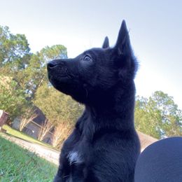 Belgian Malinois and Working Cross Puppies from L G Kennels