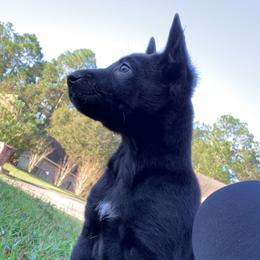 Belgian Malinois and Working Cross Puppies from L G Kennels