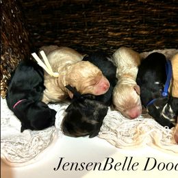Bernedoodle, Goldendoodle, and Poodle Puppies from JensenBelle Doodles