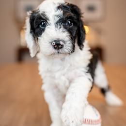 Boy 3 - male Bernedoodle puppy in Chandler, Arizona from Phoebe's Bebies