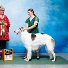 Hansel - Borzoi