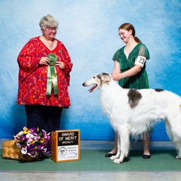 Hansel - Borzoi