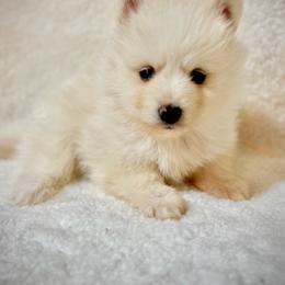 White female - White female Pomsky puppy in Lemon Cove, California from Magic Ranch Mini Aussies