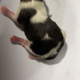 Autumn - Black and white female Chihuahua puppy in Austin, Indiana from Dog Bones N Harmony