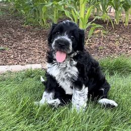 Portuguese Water Dog Puppies from Yellowstone Porties