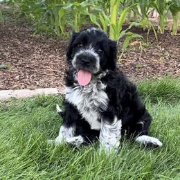 Portuguese Water Dog Puppies from Yellowstone Porties