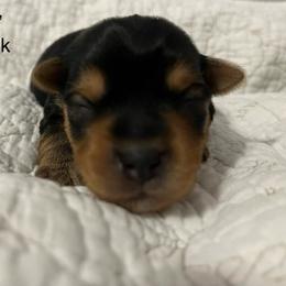 Ivar - Black and tan male Yorkshire Terrier puppy in Forest, Virginia from Majestic Touch Kennels and Pet Services