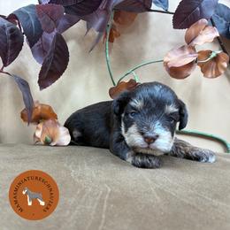 Kiwi - Liver female Miniature Schnauzer puppy in Phoenix, Arizona from Sabrina's Miniature Schnauzers