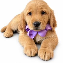 Porsche - Golden female Golden Retriever puppy in Chicago, Illinois from Urbane Retrievers
