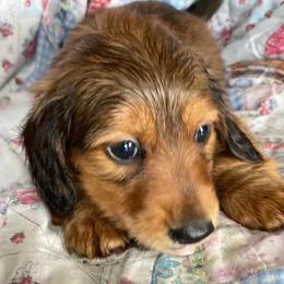 Dachshunds from Davren Farm