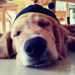 Golden Retriever Puppies from Firestorm Goldens