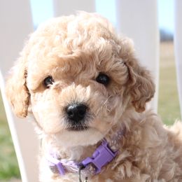 Assorted Doodle Crosses, Shihpoos, and Shih Tzus from Curls & Paws Canines