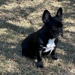 Girl 1 - French Bulldog puppy in Georgetown, Georgia from Kountryrusfrenchies